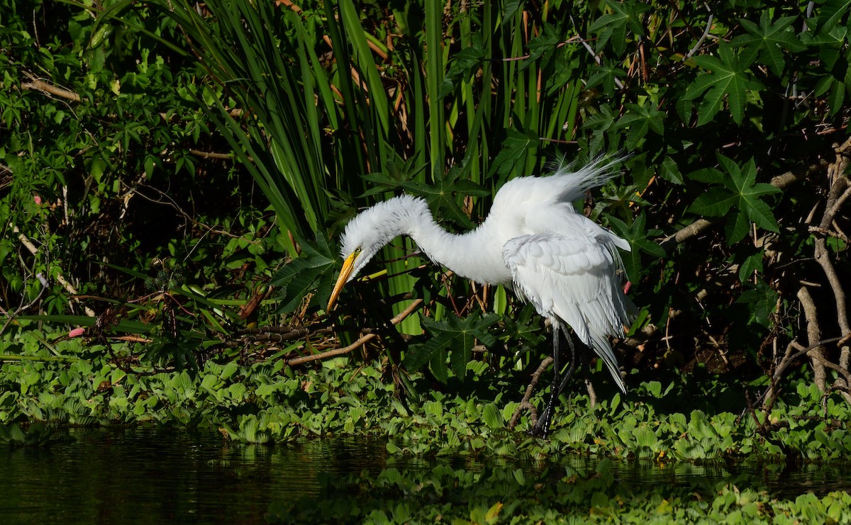 egretthegre - ML646618923