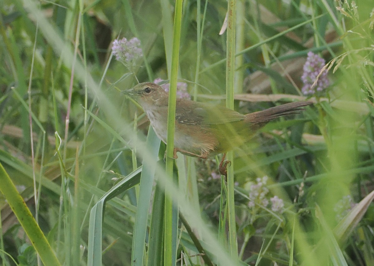 Highland Rush Warbler - ML646618925