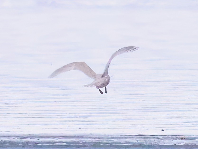 Glaucous Gull - ML646618926