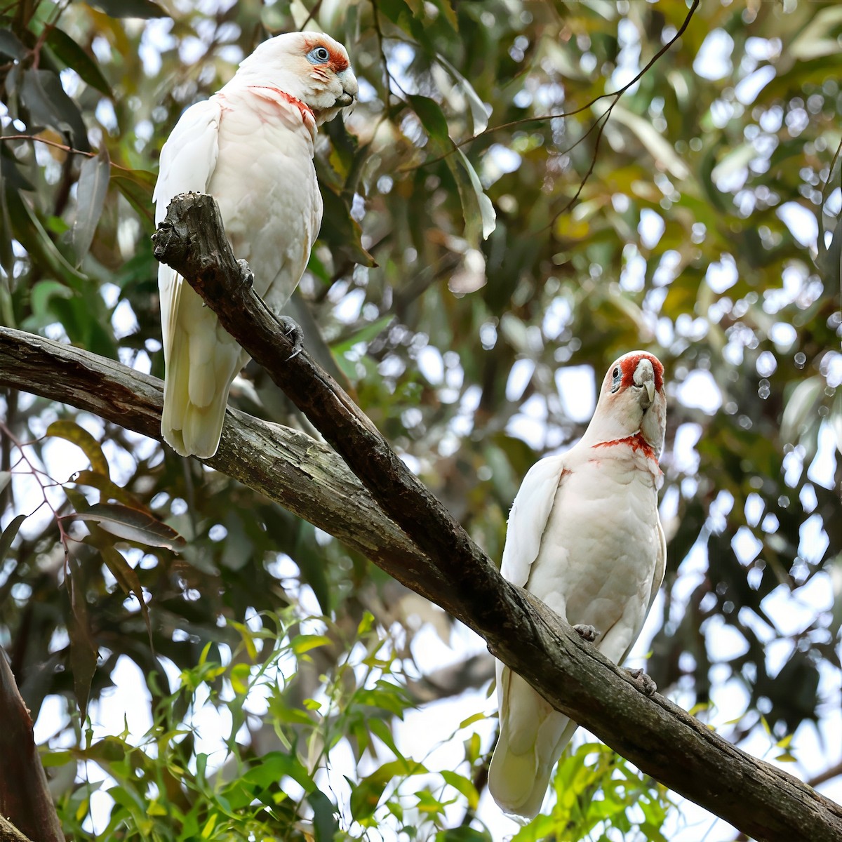 Long-billed Corella - ML646618927