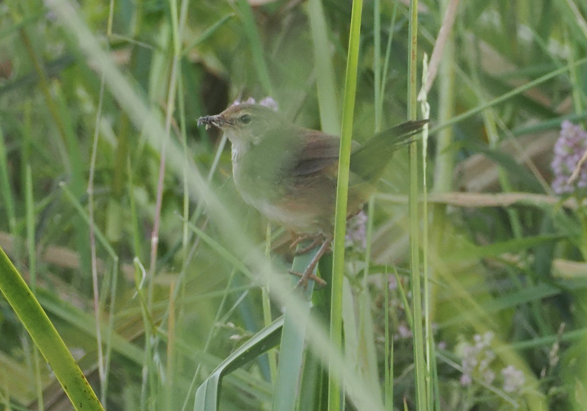 Highland Rush Warbler - ML646618929