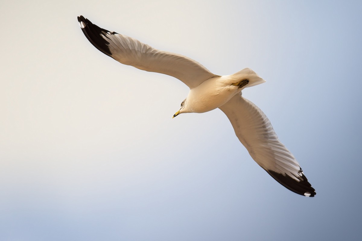 Halkalı Martı - ML646618931