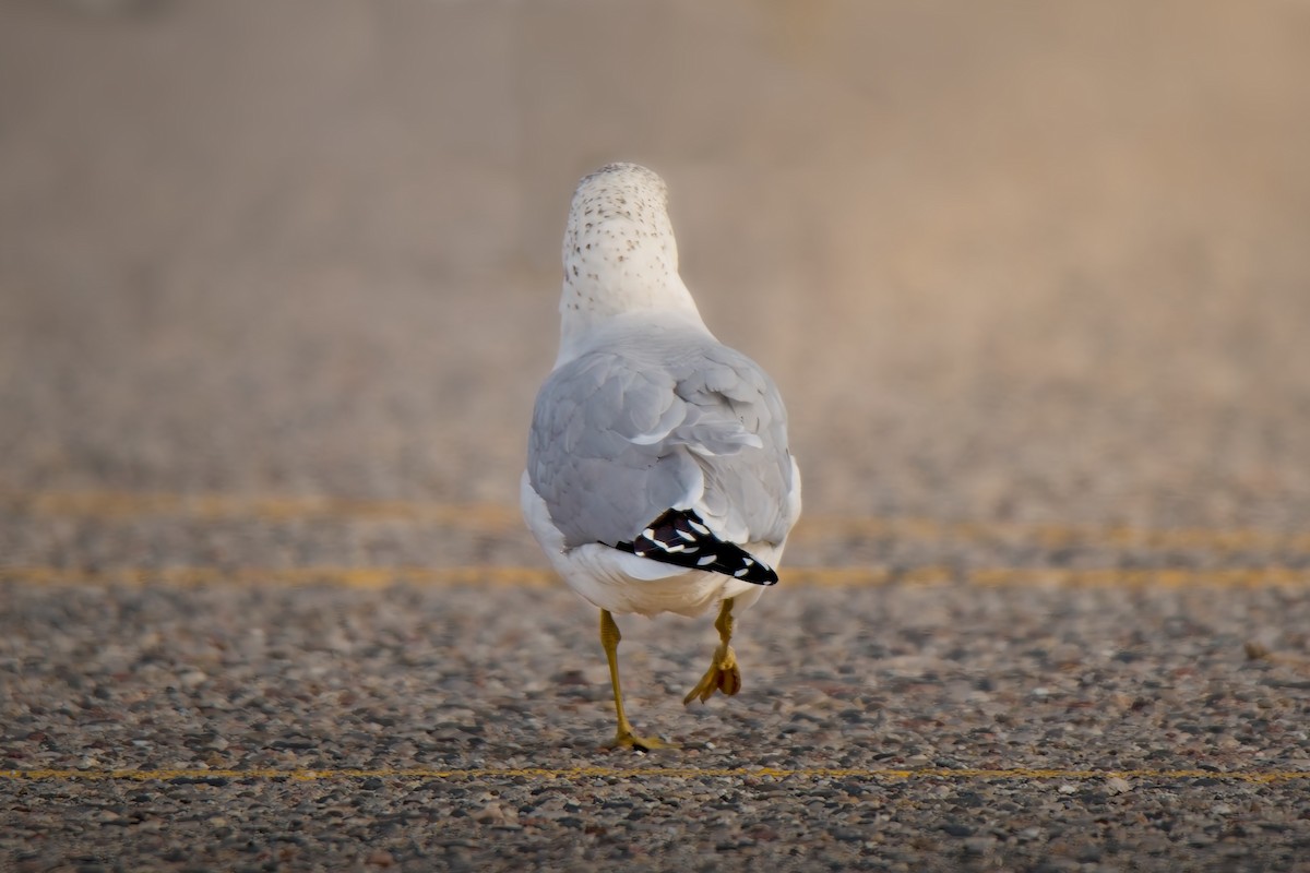 Halkalı Martı - ML646618932