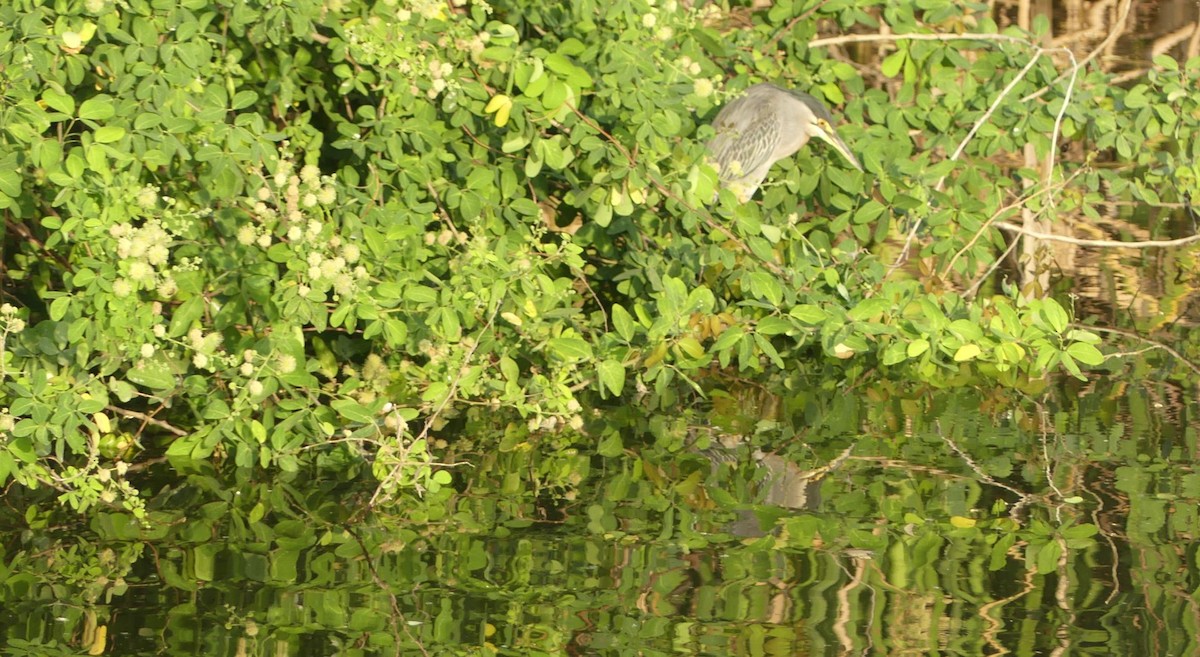 Чапля смугаста - ML646618933