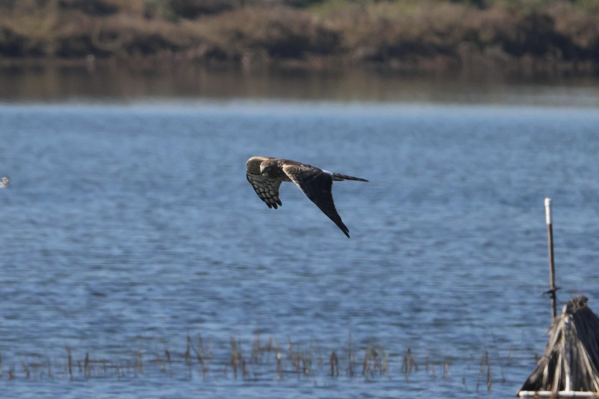 Northern Harrier - ML646618936