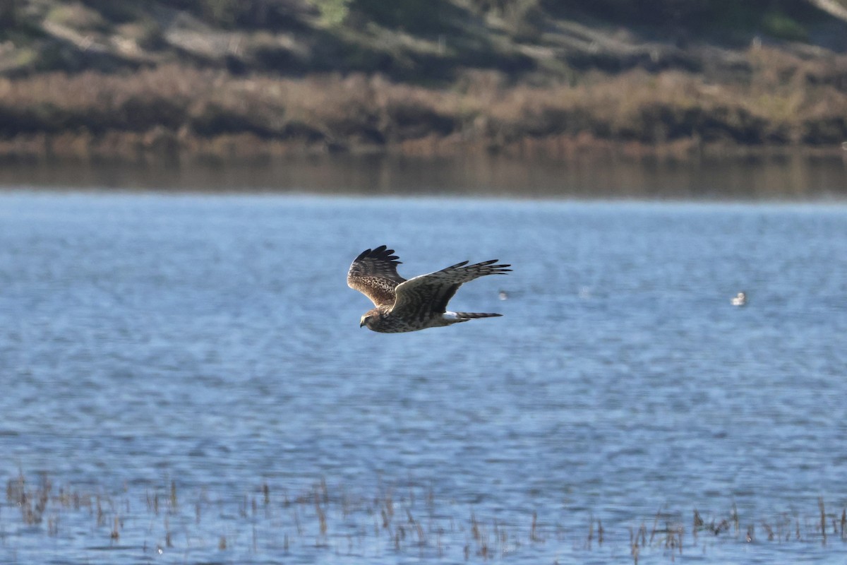 Northern Harrier - ML646618937
