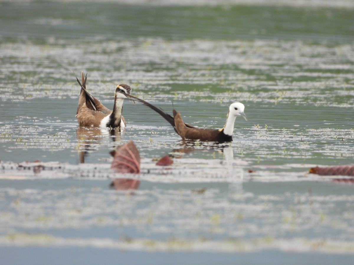 fasanbladhøne - ML646618938