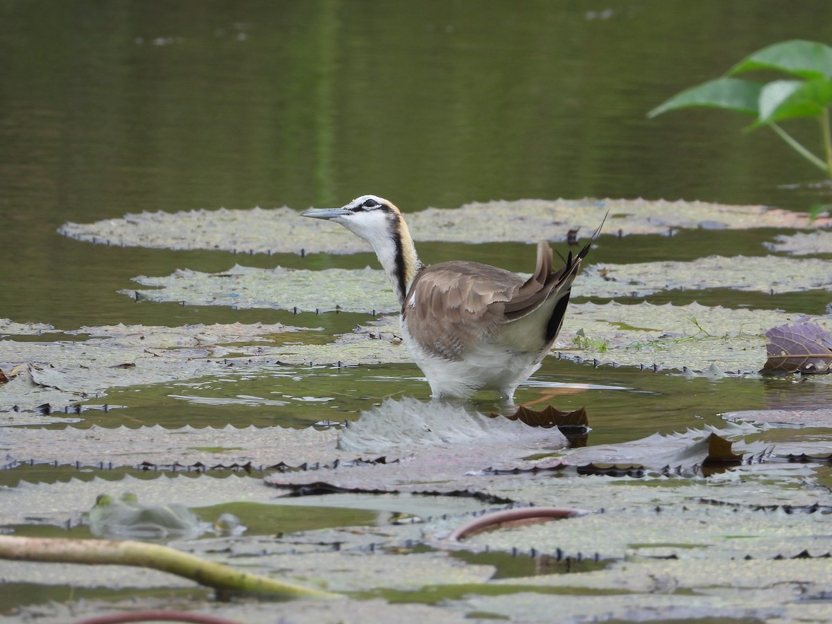 fasanbladhøne - ML646618939