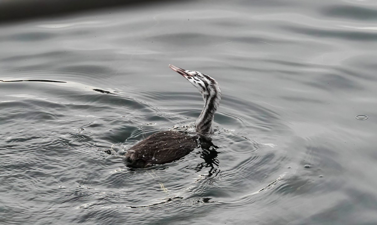 カンムリカイツブリ - ML646618940