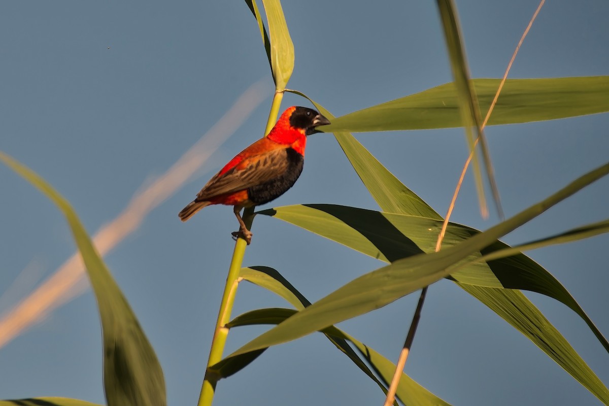 Southern Red Bishop - ML646618941