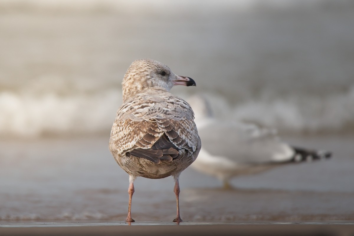 Amerika Gümüş Martısı - ML646618942