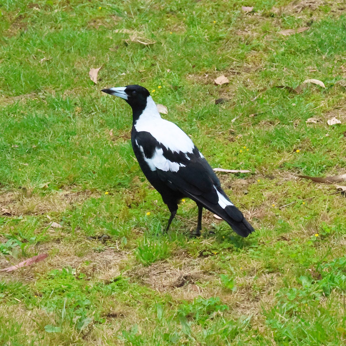 Australian Magpie - ML646618943