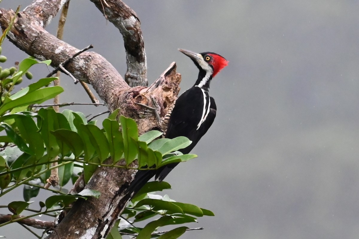 Picamaderos Barbinegro - ML646618944