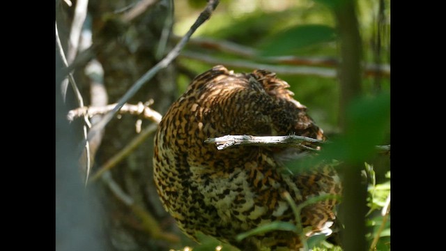 Amerika Ladin Tavuğu [canadensis grubu] - ML646618945