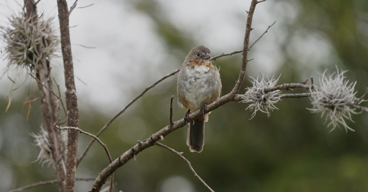 White-throated Towhee - ML646618947