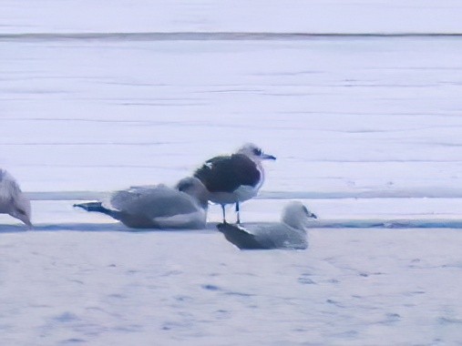 Lesser Black-backed Gull - ML646618948