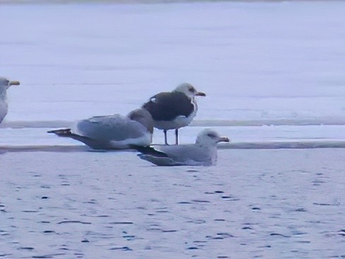 Lesser Black-backed Gull - ML646618949