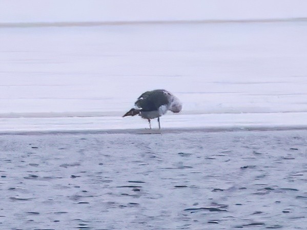 Lesser Black-backed Gull - ML646618950