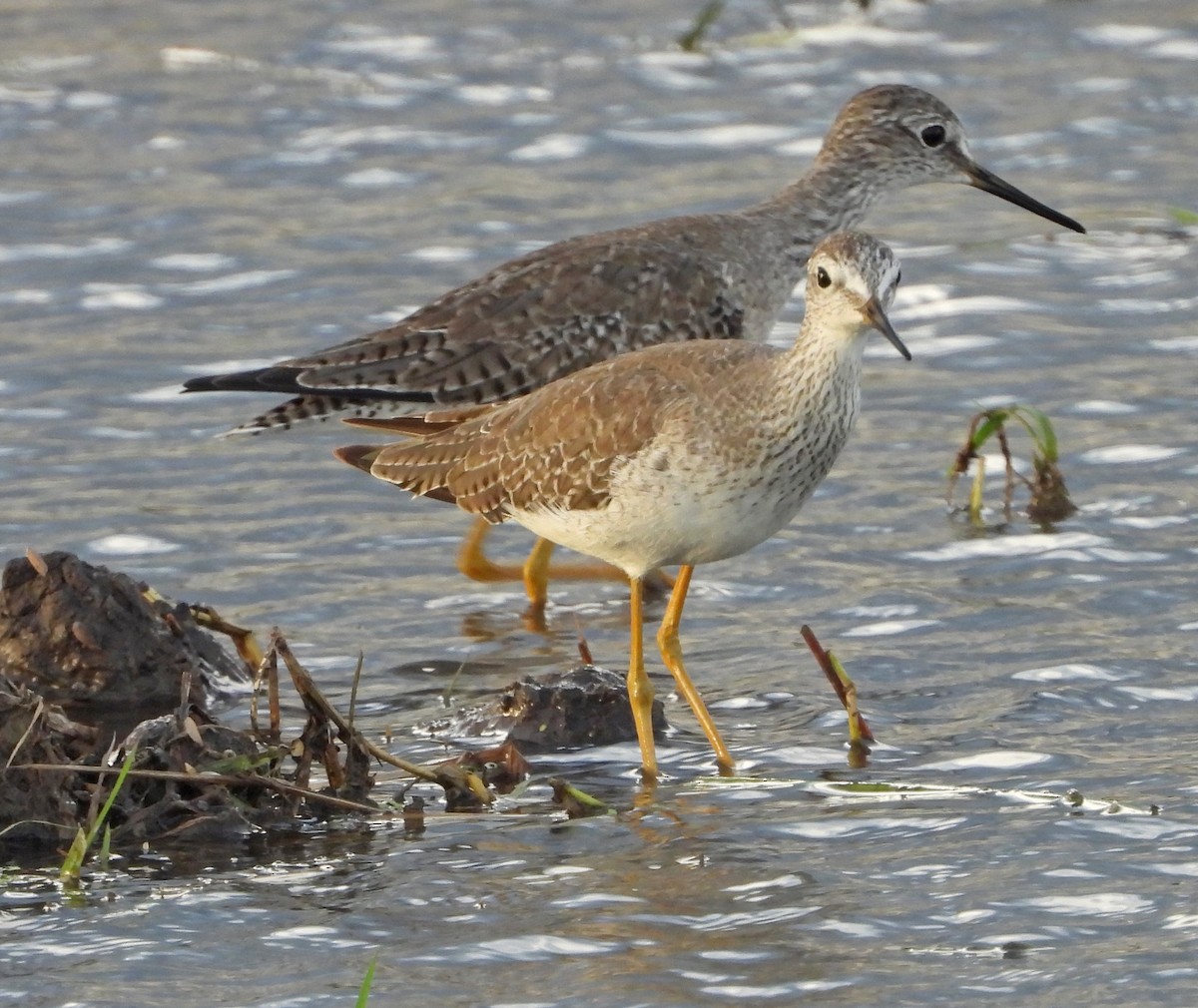 Lesser Yellowlegs - ML646618957