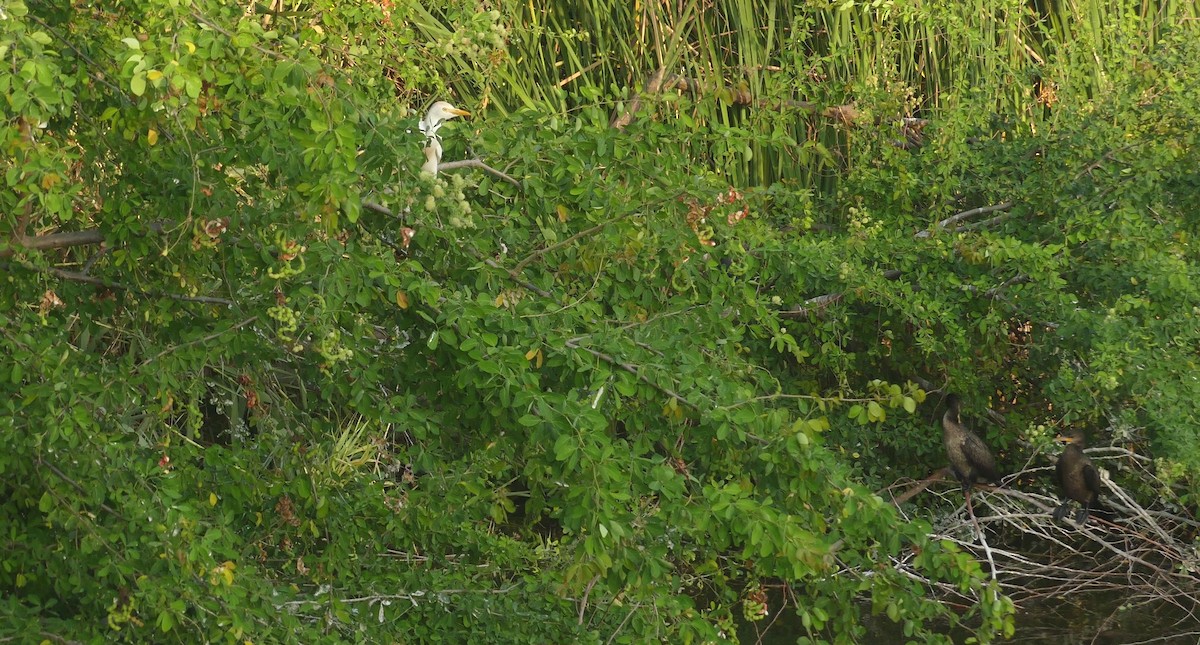 Чапля єгипетська західна - ML646618958