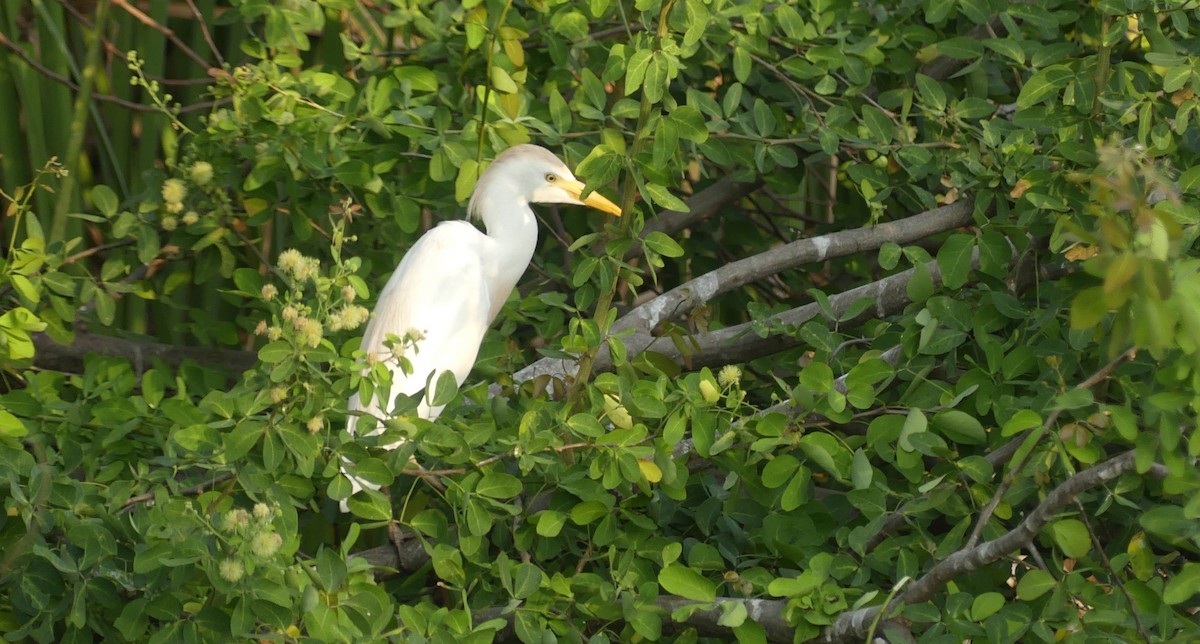 Чапля єгипетська західна - ML646618959