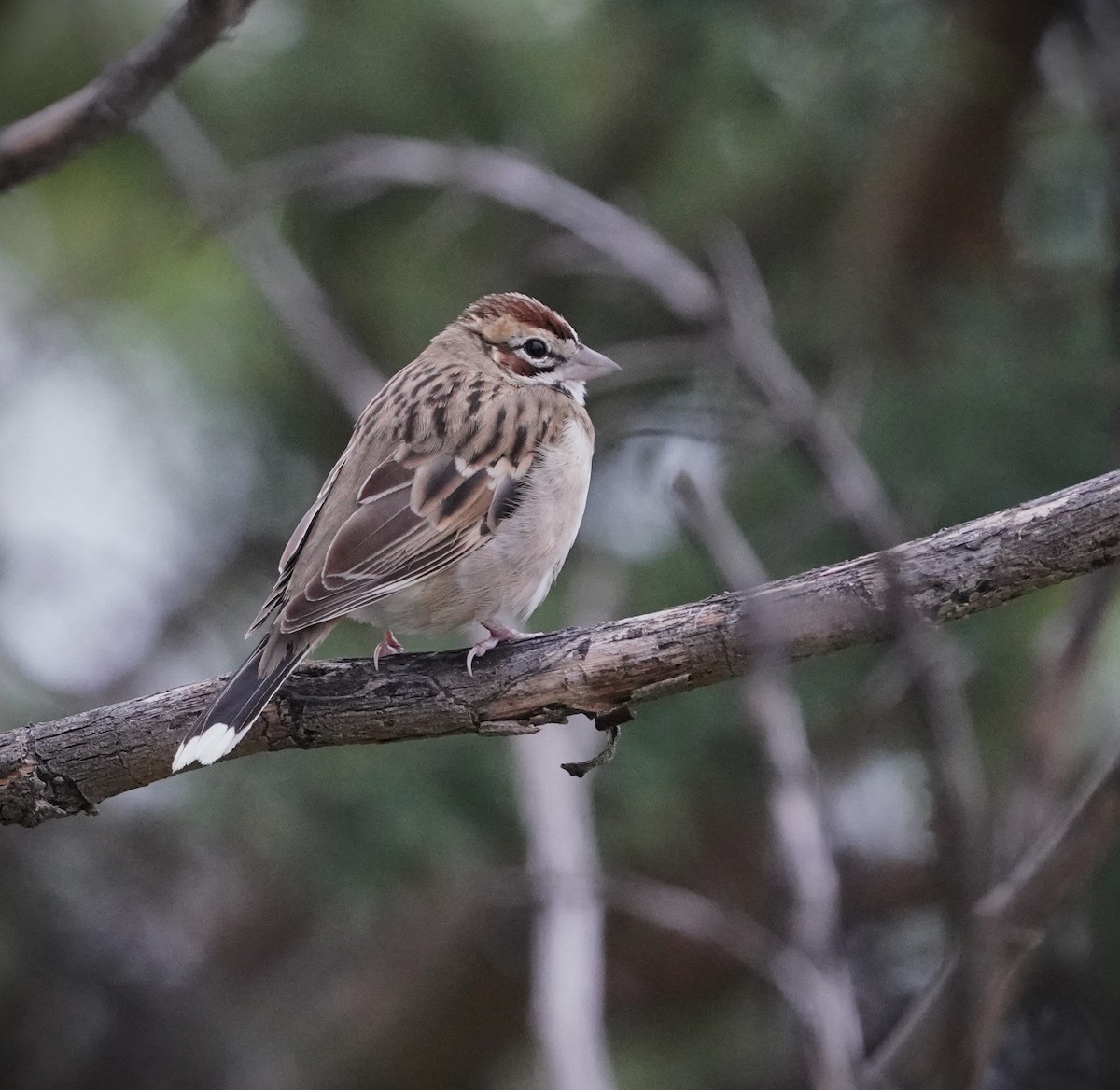 Lark Sparrow - ML646618960