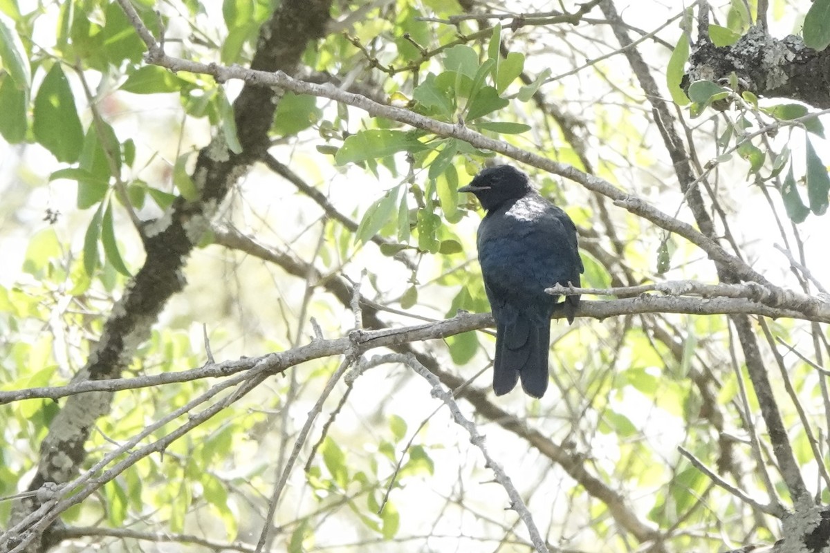 Red-shouldered Cuckooshrike - ML646618966
