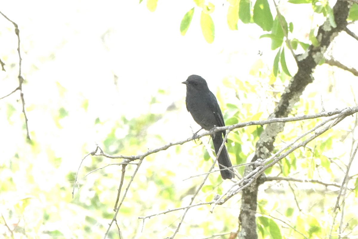 Northern Black-Flycatcher - ML646618967