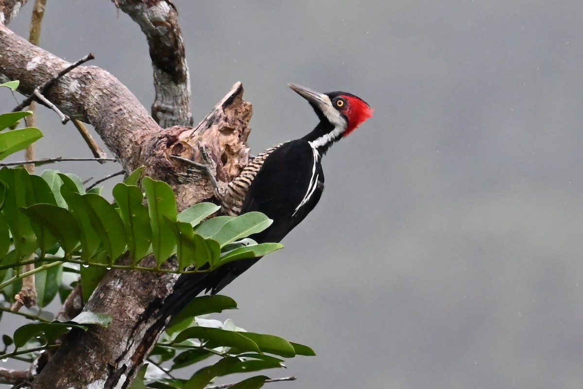 Picamaderos Barbinegro - ML646618968