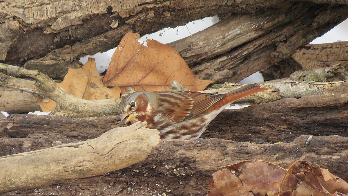 revespurv (iliaca/zaboria) (kanadarevespurv) - ML646618973