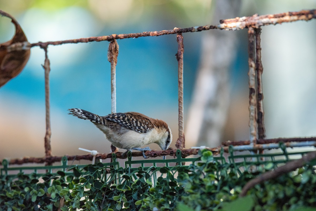 Rufous-backed Wren - ML646618974