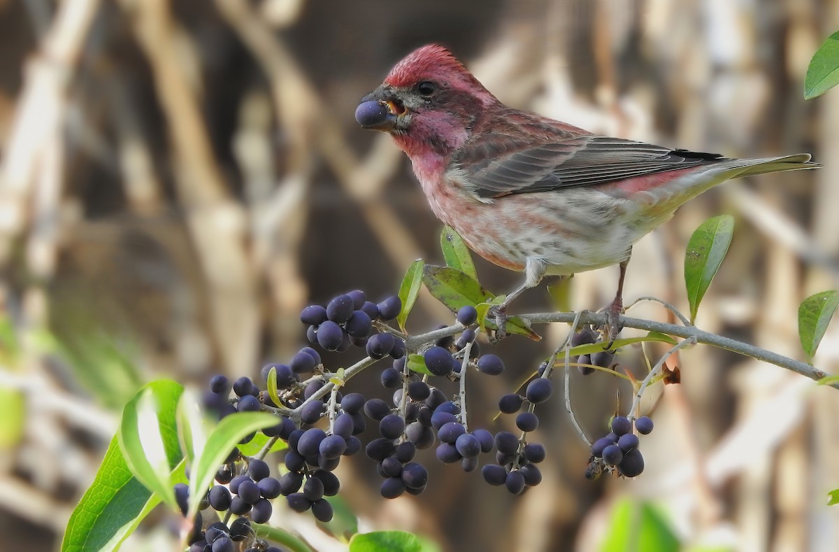 Purple Finch - ML646618978