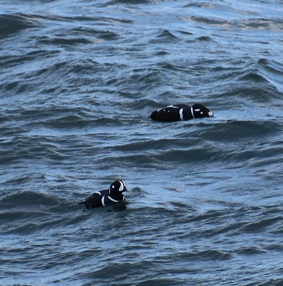 Pato Arlequín - ML646618979