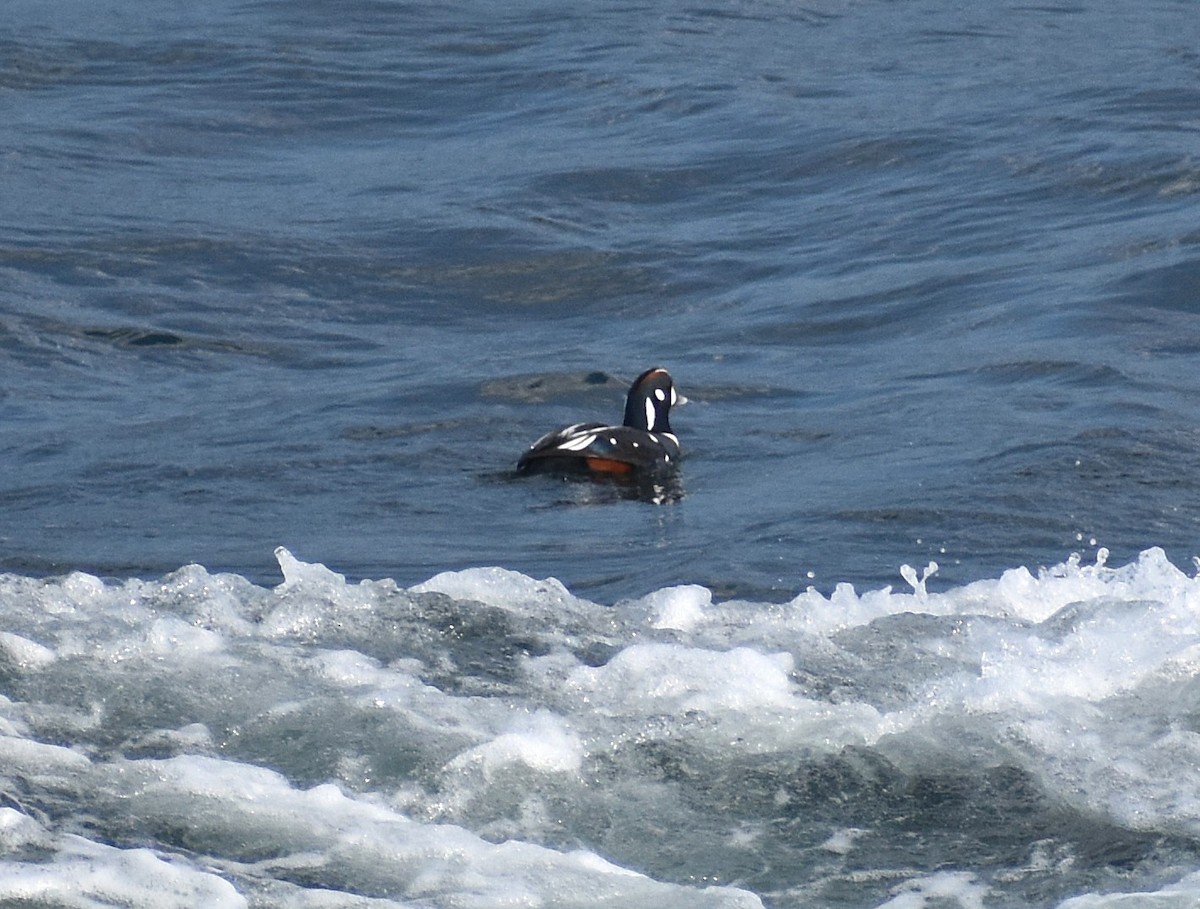 Pato Arlequín - ML646618980