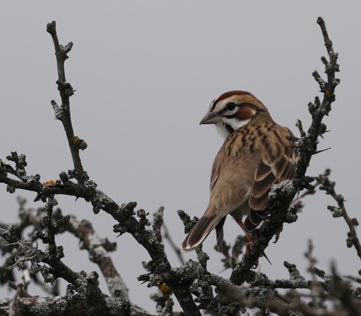 Lark Sparrow - ML646618981