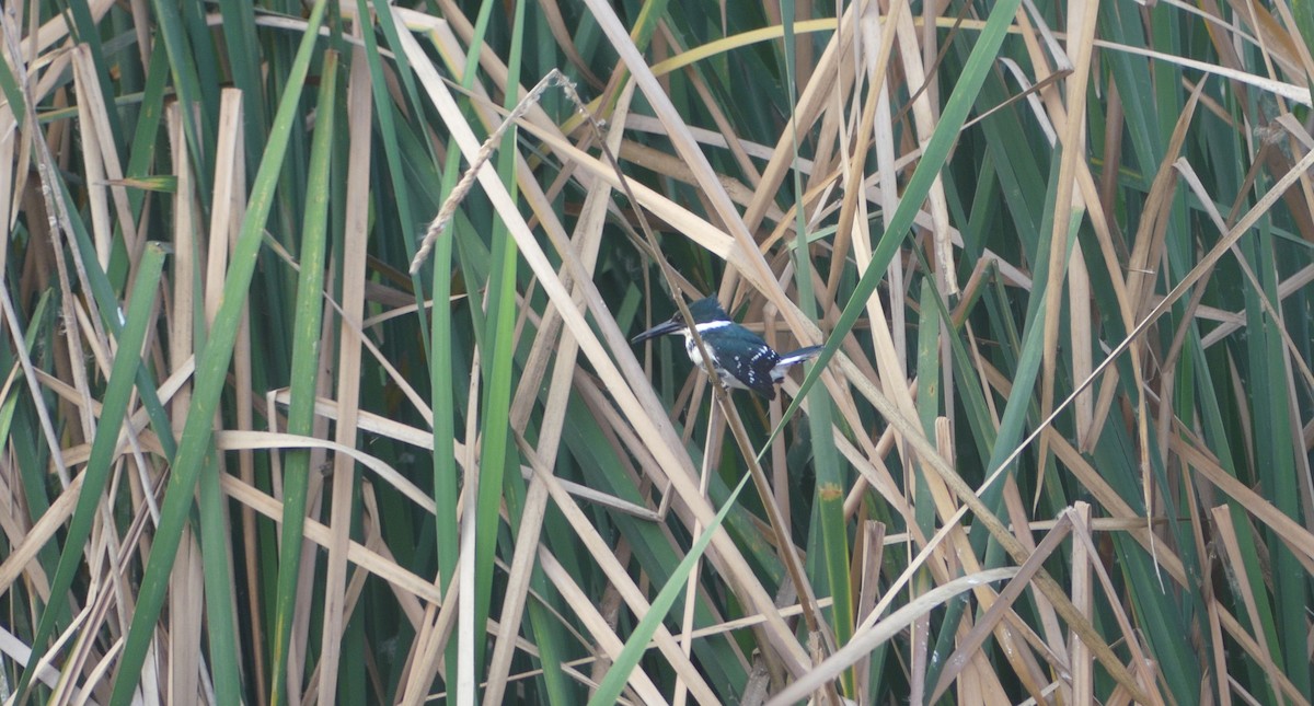 Рибалочка зелений - ML646618982