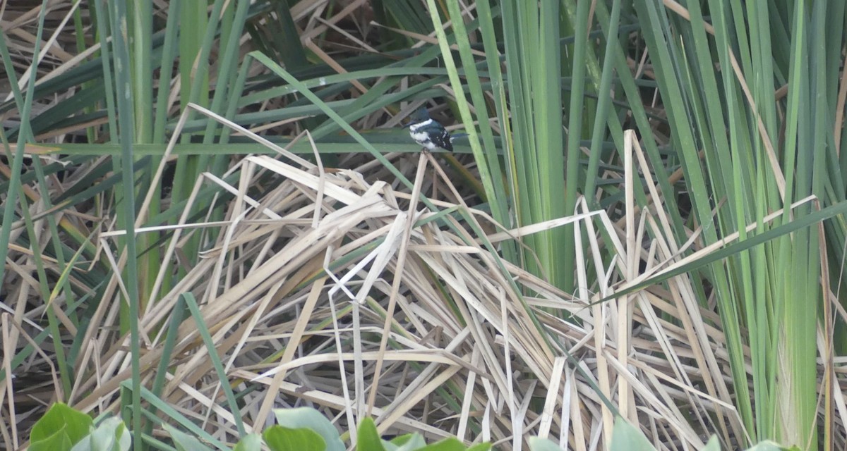 Рибалочка зелений - ML646618983