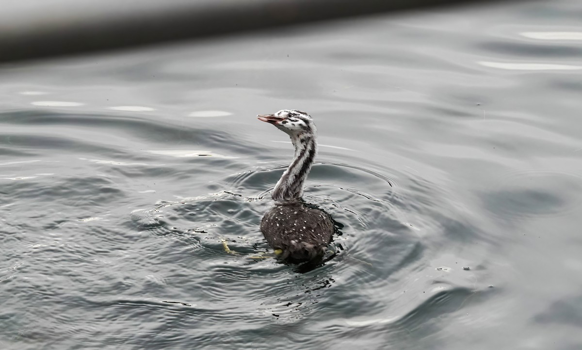 カンムリカイツブリ - ML646618985