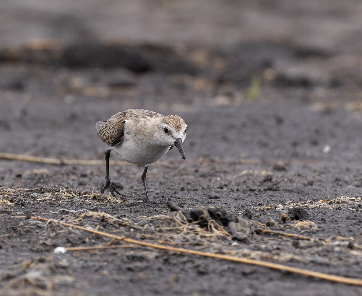 Red-necked Stint - ML646618986