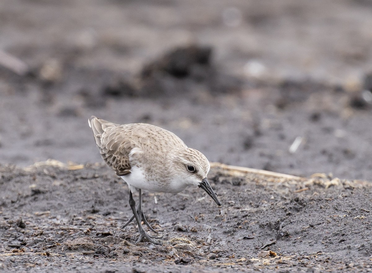 Red-necked Stint - ML646618987