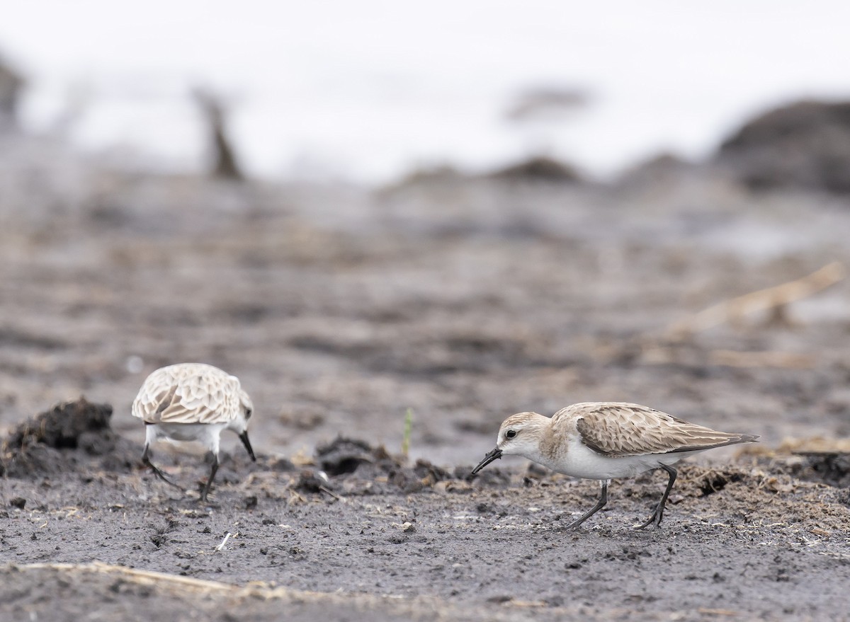 Red-necked Stint - ML646618988