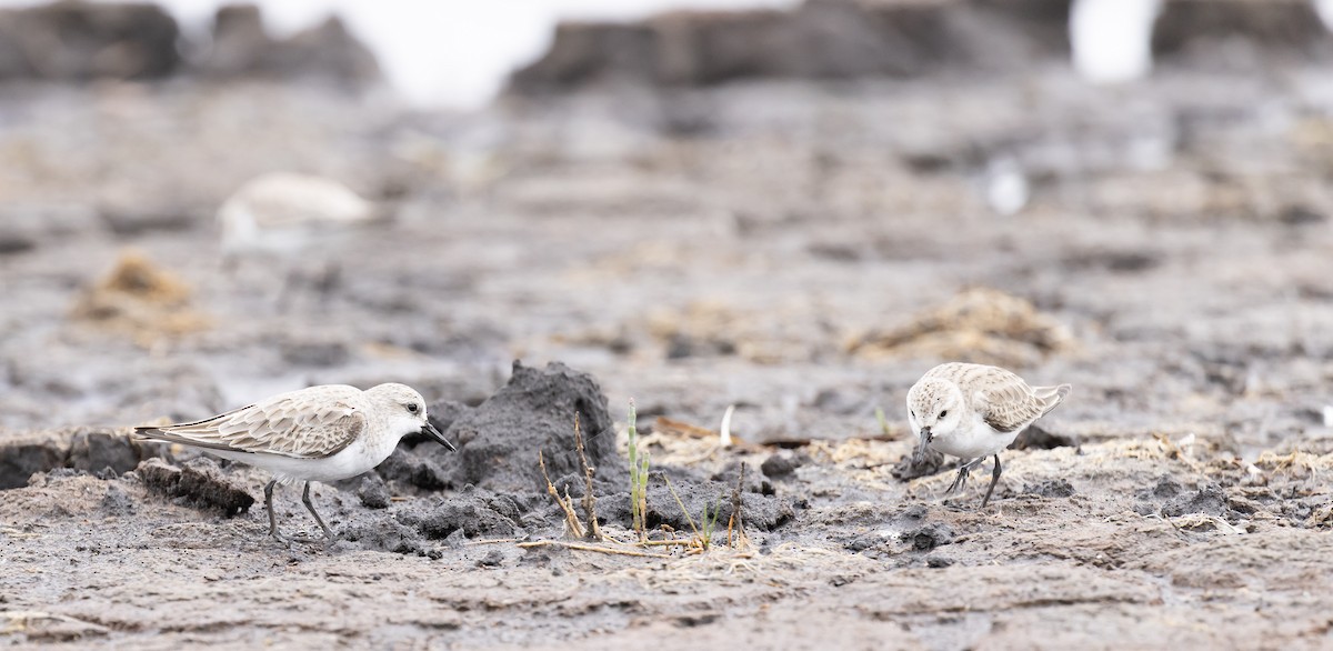 Red-necked Stint - ML646618989
