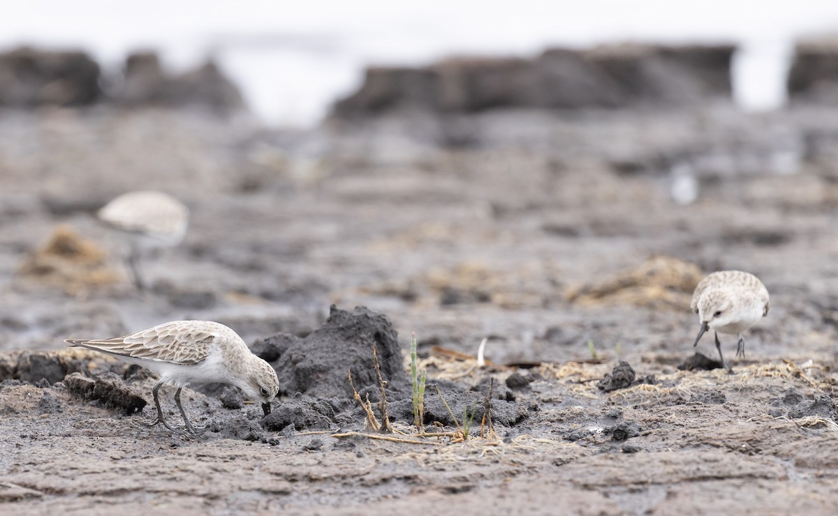 Red-necked Stint - ML646618990