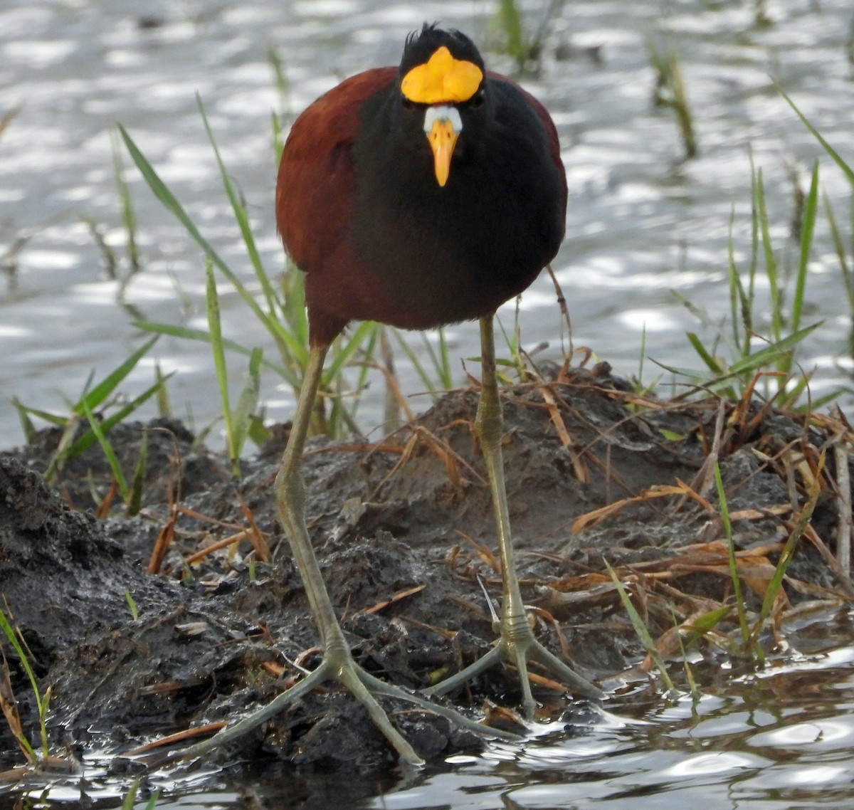 Northern Jacana - ML646618994