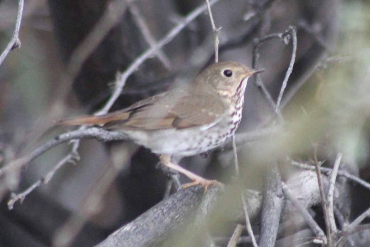 Hermit Thrush - ML646618996
