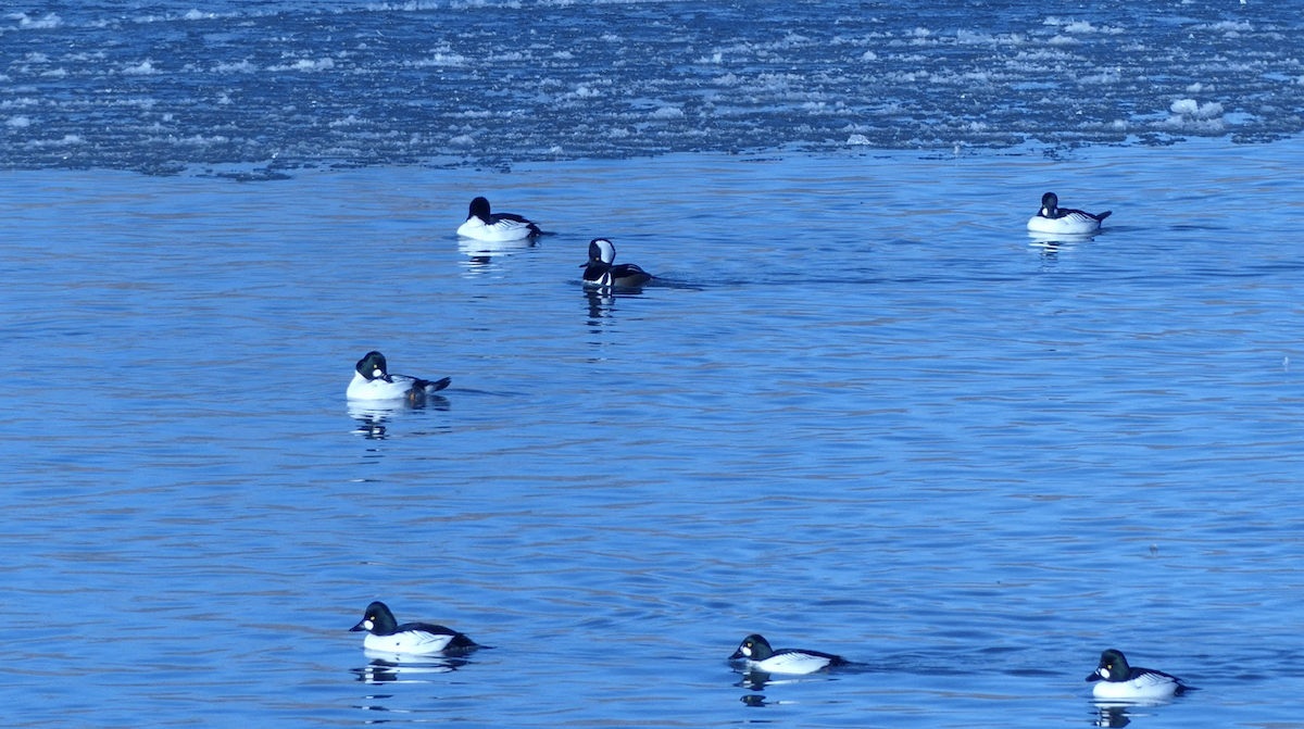 Hooded Merganser - ML646618997