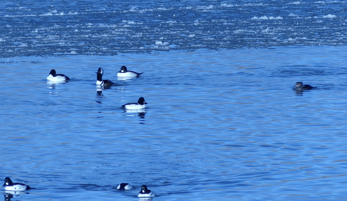 Hooded Merganser - ML646618998
