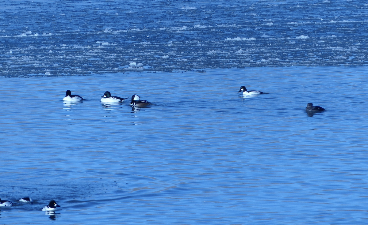 Hooded Merganser - ML646618999