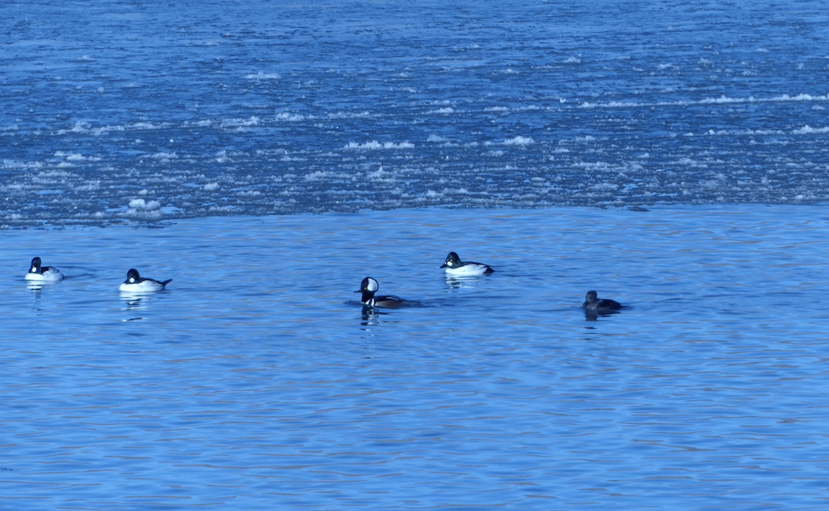 Hooded Merganser - ML646619000