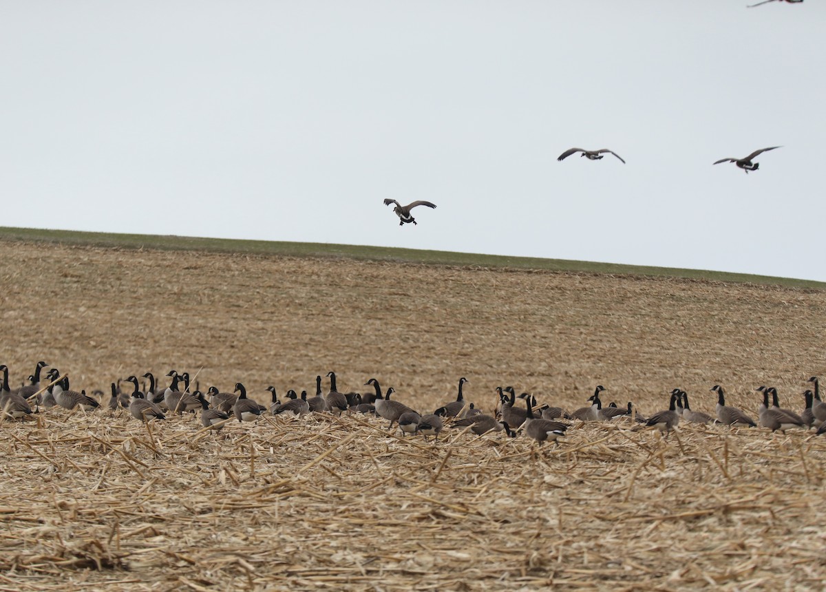 Canada Goose - ML646619001